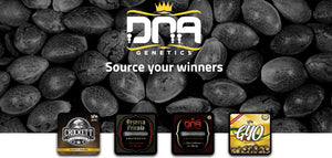 Brand new DNA Genetics strains - KosherDawg & Miss USA seeds out now...