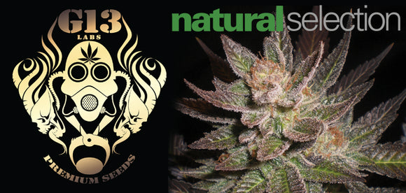 Buy G13 Labs Seeds now - Natural Selection Leeds