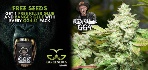 Gorilla Glue Seeds back in stock and with a great free seed promo!