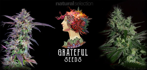 New seed bank - introducing Grateful Seeds!