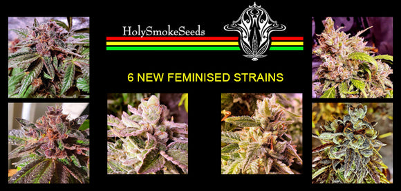 Six new strains from Holy Smoke Seeds have dropped!