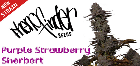 New strain from Pheno Finder Seeds - Purple Strawberry Sherbert feminised