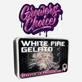 Growers Choice "White Fire Gelato" Feminised Cannabis Seeds