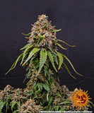 Barney's Farm White Widow XXL feminised cannabis seeds