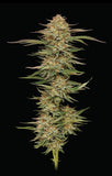 Humboldt Seed Co. "Orange CreamPop" Feminised Cannabis Seeds