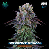 Perfect Tree Coconut Cream Feminised Cannabis Seeds