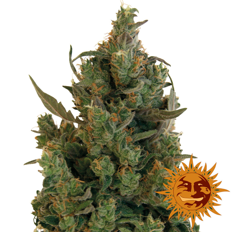Barney's Farm Blue Cheese Feminised Seeds  Natural Selection Leeds