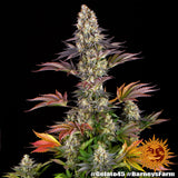 Barney's Farm Gelato #45 Feminised Cannabis Seeds