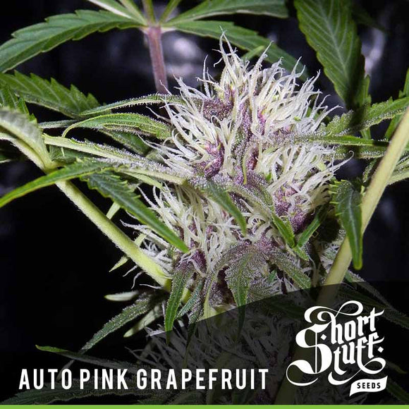 Short Stuff AUTO Pink Grapefruit Feminised Seeds
