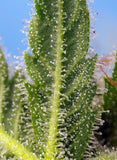Sweet Seeds Runtz XL AUTO Feminised Cannabis Seeds