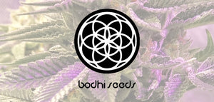 Bodhi Seeds now in stock at Natural Selection!