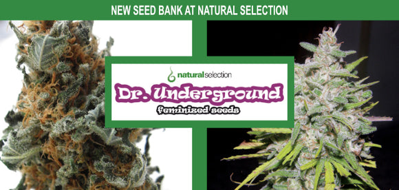 Dr. Underground - New seed bank available at Natural Selection