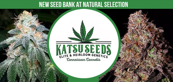 New seedbank alert! Katsu Bluebird Seeds available now...