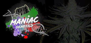 New breeder - Maniac Genetics now in stock!