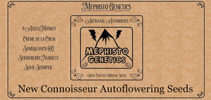 NEW SEEDBANK - Mephisto Genetics Connoisseur Auto Seeds