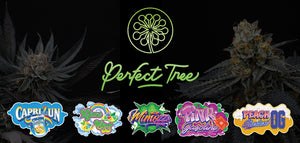 Perfect Tree seeds in stock!