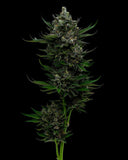 Humboldt Seed Co. All Gas OG Feminised Cannabis Seeds