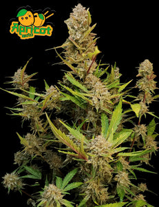 Fast Buds Apricot AUTO Feminised Cannabis Seeds