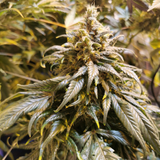 Original Sensible Seeds "Black Ghost OG" Feminised Cannabis Seeds