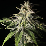 Original Sensible Seeds "Black Ghost OG" Feminised Cannabis Seeds
