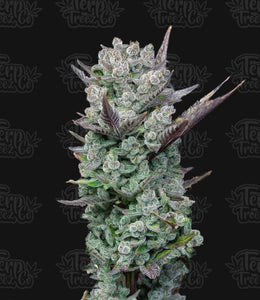 Terp Treez "Blue Nerdz" Feminised Cannabis Seeds