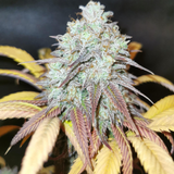 Original Sensible Seeds "Blue Zushi" Feminised Cannabis Seeds