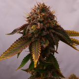 Original Sensible Seeds "Blue Zushi" Feminised Cannabis Seeds