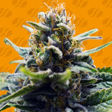 Original Sensible Seeds "Blue Zushi" Feminised Cannabis Seeds