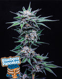 Humboldt Seed Co. Blueberry Pancakes Feminised Cannabis Seeds
