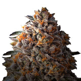 Growers Choice "Bruce Banner III" Feminised Cannabis Seeds