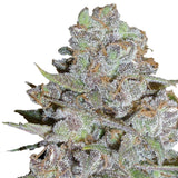 Growers Choice "Bubblegum x Fat Hog" Feminised Cannabis Seeds