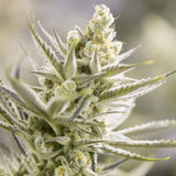 Growers Choice "Forbidden Runtz" Feminised Cannabis Seeds