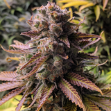 Original Sensible Seeds "Frosted Guava" Feminised Cannabis Seeds