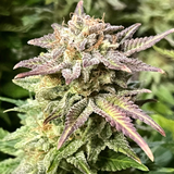Original Sensible Seeds "Frosted Guava" Feminised Cannabis Seeds