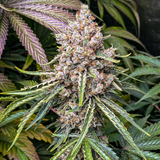 Original Sensible Seeds "Frosted Guava" Feminised Cannabis Seeds