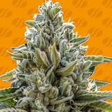 Original Sensible Seeds "Frosted Guava" Feminised Cannabis Seeds