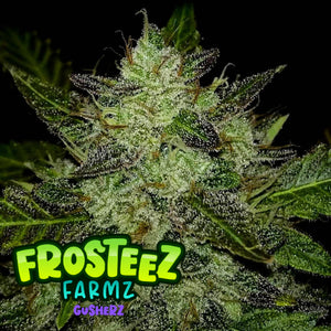 Frosteez Farmz "Gusherz" Feminised Cannabis Seeds