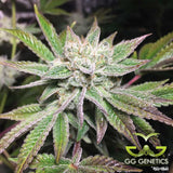 GG Genetics "Original Glue (aka Gorilla Glue 4)" Feminised Cannabis Seeds