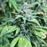 Original Sensible Seeds "Ghost Train Power" Feminised Cannabis Seeds