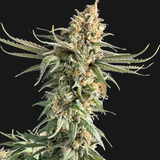 Original Sensible Seeds "Ghost Train Power" Feminised Cannabis Seeds