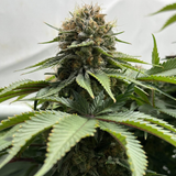 Original Sensible Seeds "Ghost Train Power" Feminised Cannabis Seeds