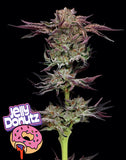 Humboldt Seed Co. Jelly Donutz Feminised Cannabis Seeds