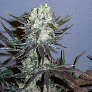 Little Chief "Killer Glue" Limited Edition Feminised Cannabis Seeds