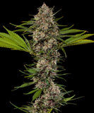 Barney's Farm "MAC1 F1" Feminised Cannabis Seeds