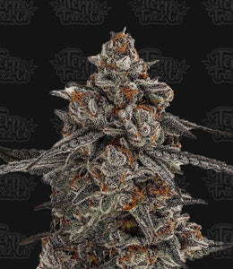 Terp Treez "Oreoz x Orange Punch" Feminised Cannabis Seeds