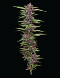 Humboldt Seed Co. P.P.D (Purple Panty Dropper) Feminised Cannabis Seeds