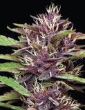 Humboldt Seed Co. P.P.D (Purple Panty Dropper) Feminised Cannabis Seeds