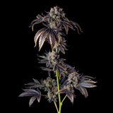 Compound Genetics "Perzimmon" Gastro Pop Collection Feminised Cannabis Seeds