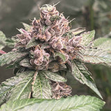Conscious Genetics "Pink Mintz" Feminised Cannabis Seeds