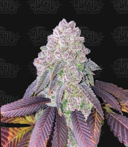 Terp Treez "RS-11" Feminised Cannabis Seeds